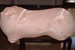 Fragmento-de-Cervido