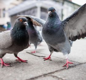 El Ayuntamiento impulsa la continuidad del servicio de control de palomas