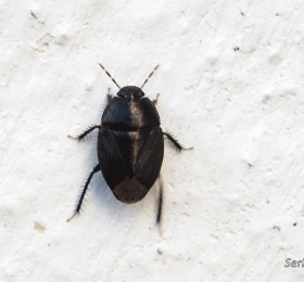 Aparición puntual de insectos inofensivos en la zona del Castillo