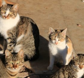 11.000 euros al control y seguimiento de colonias felinas en Caudete.
