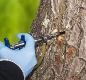 Medio Ambiente amplía el tratamiento mediante endoterapia para combatir la procesionaria en Caudete