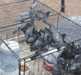 Medio Ambiente amplía desde mañana los puntos de captura de palomas.